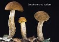 Leccinellum crocipodium-amf298-1